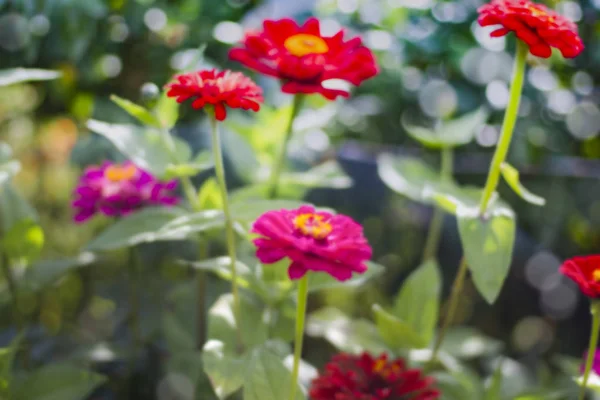 Abstracte natuurlijke achtergrond met vervaagde bloemen van zinnia in de tuin — Stockfoto