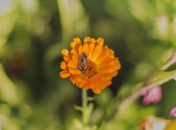 La abeja que recoge el néctar de la flor de caléndula en el foco suave sobre el fondo borroso — Foto de Stock