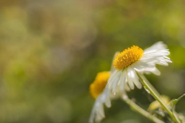 kopya alanı ile bir bahçede papatyalar gibi beyaz krizantem