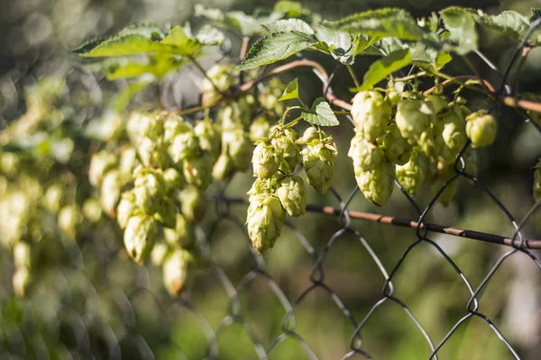 Zelený chmel pěstený na plotě, používaný pro výrobu piva a léků — Stock fotografie
