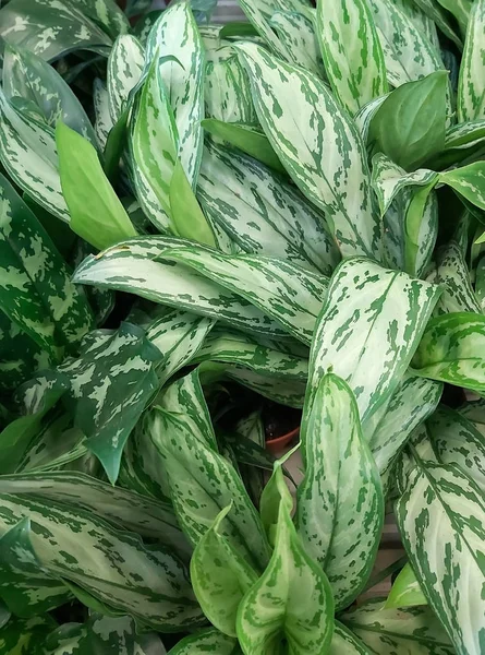 Doğal arka plan olarak Aglaonema bitkilerinin beyaz yeşil yaprakları