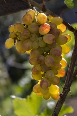 Sarı üzümler parlak güneş ışığıyla aydınlatılmış bir sarmaşıkta asılı.