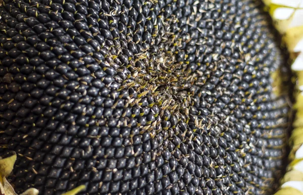 Fond de graines noires mûres dans un tournesol séché — Photo