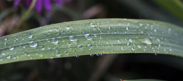 Rano rosa lub deszcz spada na zieloną trawę jesienią — Zdjęcie stockowe