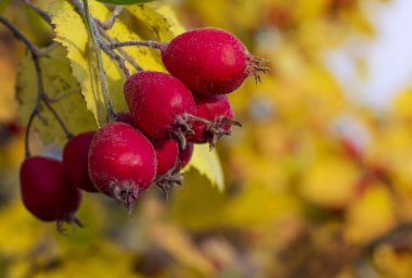 Sarı bir sonbahar arka planında kızıl dikenli çilekler