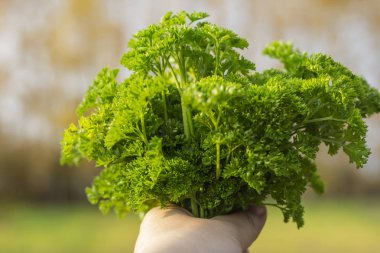 Taze maydanozlu erkek eli, sonbahar doğasının arka planında
