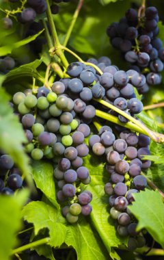Güneşli bir günde hasat sırasında siyah üzümlü asmalar