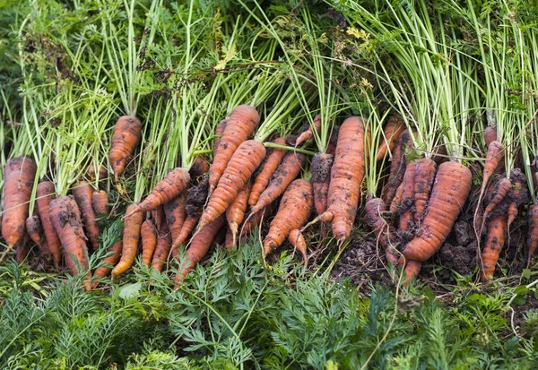 Лежит на кровати, выкопанный из земли грязной морковью, собирает урожай — стоковое фото