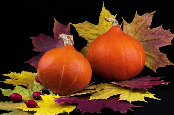 Deux citrouilles avec des feuilles d'érable d'automne avec des baies d'aubépine rouge reposent sur un fond noir — Photo