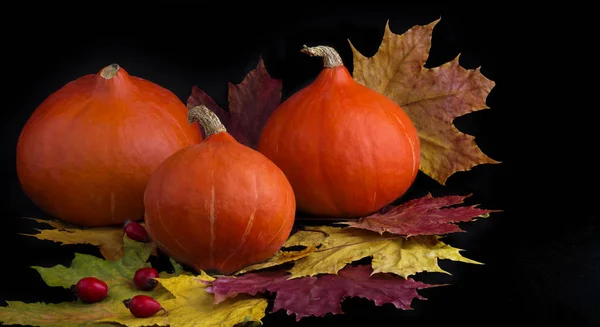 Tres grandes calabazas maduras sobre un fondo negro con hojas de arce de otoño —  Fotos de Stock