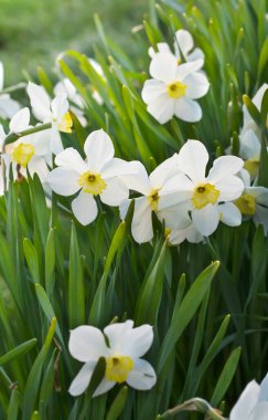 Beyaz nergisler parlak yeşil otların arka planında.