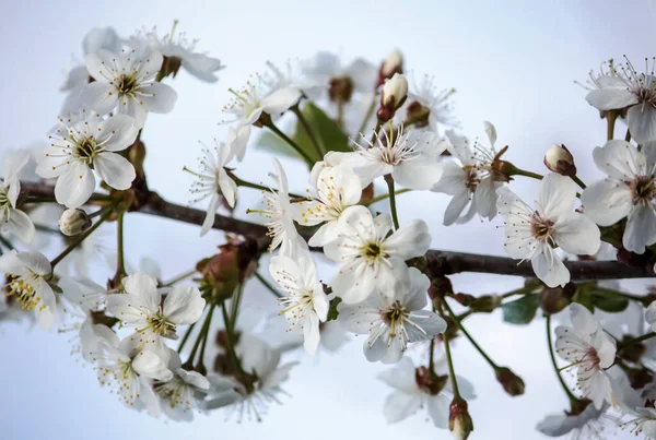 Branche Fleur Cerisier Contre Ciel Mise Point Douce — Photo