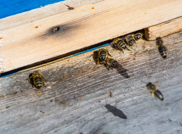 Gros Plan Des Abeilles Qui Travaillent Dur Pour Apporter Miel — Photo