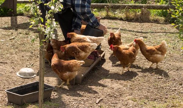 Kümes hayvanlarını besleyen çiftçi, tavuklara yiyecek verir..
