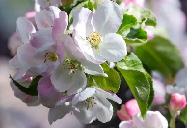 Zarte Apfelblüten Einem Zweig Garten — Stockfoto