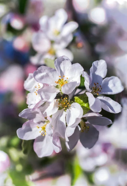 Blumen Auf Einem Zweig Eines Apfelbaums Vor Dem Hintergrund Des — Stockfoto