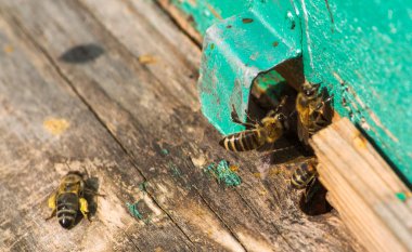 Kovan girişinde dört arı sürünüyor..