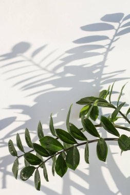 Zamiokulka dallarının silueti, beyaz arka planda bir dolar ağacı ve uzayın bir kopyası olan bir gölge..