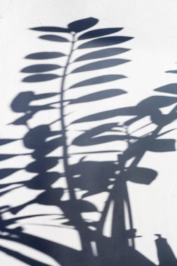 Zamiokulka bitkisinin gölgesi, beyaz arka planda dolar ağacı.