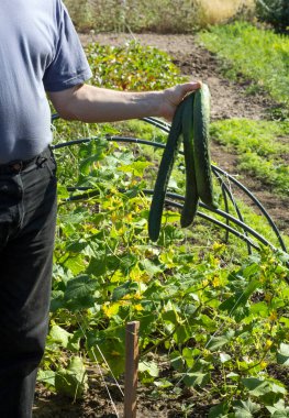 Bir adam yeni toplanmış büyük bir salatalık tutuyor..