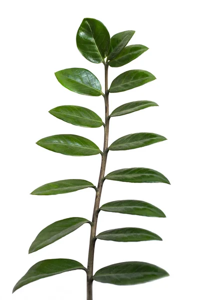 Зелена Гілка Гладким Зеленим Листям Доларне Дерево Білому Тлі — стокове фото