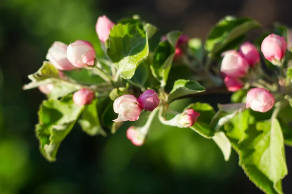 Tierno Manzano Brotes Flores Jardín Primavera — Foto de Stock