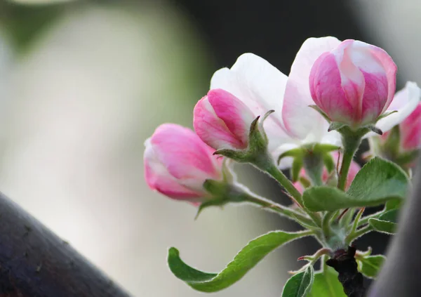 Zarter Apfelbaum Blüten Frühling Garten — Stockfoto