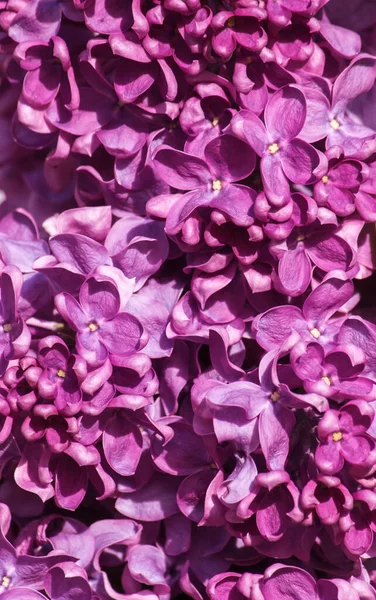 Macro Imagen Flores Violetas Lila Primavera Fondo Floral Suave Abstracto — Foto de Stock