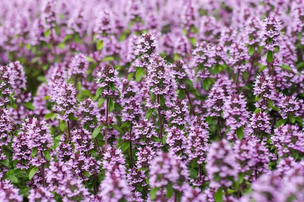 Las Flores Hierba Tomillo Naturaleza Como Fondo Natural — Foto de Stock