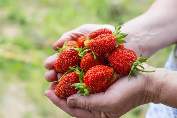 Mains Surchargées Vieux Fermier Collectif Tenir Beaucoup Fraises Mûres Vue — Photo