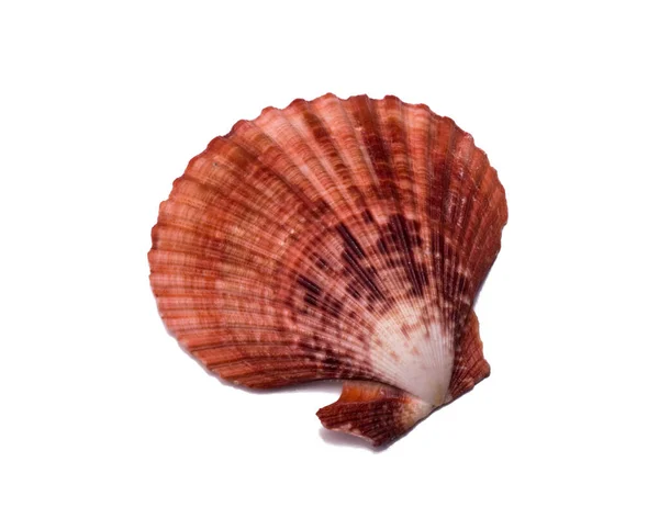 Large Seashell Scallop White Background — Stock Photo, Image