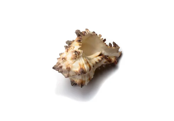 Seashell Spines White Background Top View — Stock Photo, Image
