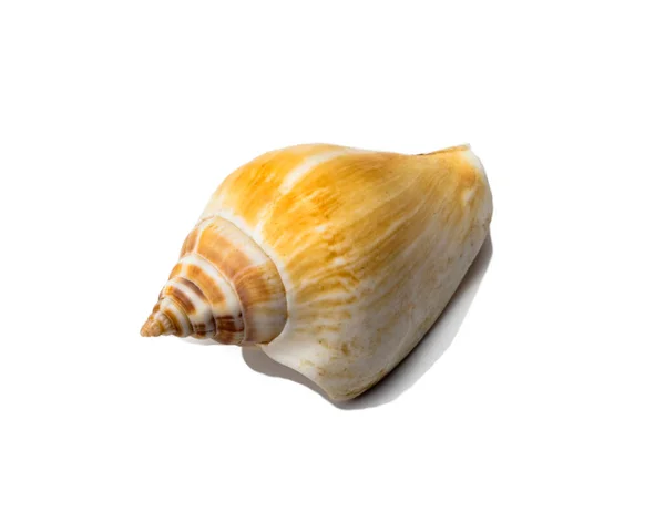 Sea Smooth Yellow Shell White Background — Stock Photo, Image