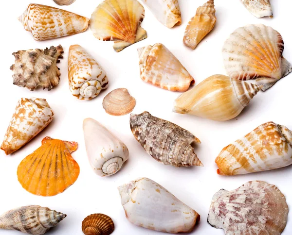 Set Different Sea Shells White Background — Stock Photo, Image