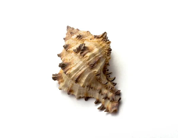 Seashell Spikes White Background — Stock Photo, Image