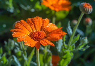 Bahçedeki parlak turuncu kadife çiçeğinin çiğ taneleri..