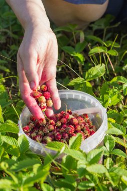 Olgun böğürtlen suyuyla lekelenmiş kadınların elleri olgun çilekleri bir kovaya atıp yabani böğürtlenleri topluyor..