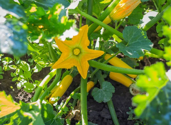 Gul Blomma Och Ung Zucchini Frukt Trädgården — Stockfoto