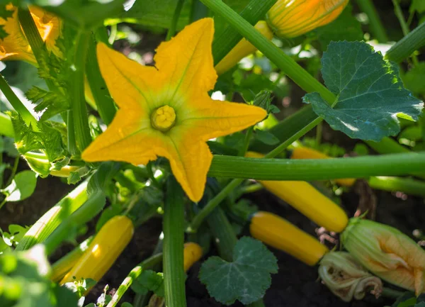 Kvetoucí Zralé Plody Cukety Zeleninové Zahradě Selektivní Zaměření Kopírovací Prostor — Stock fotografie