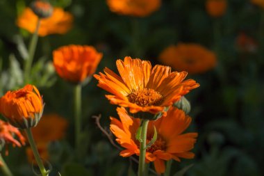 Şafakta doğal ortamda şifalı bitki takviminin çiçekleri.