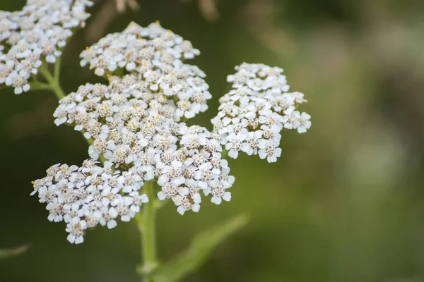 Achillea Comune Fiore Con Una Copia Spazio — Foto Stock