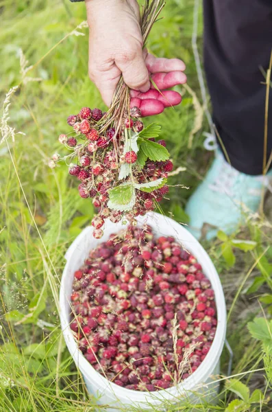 Hands Woman Picking Berries Bouquet Ripe Wild Strawberries Bucket Full — Stock Photo, Image