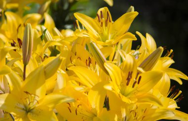 Güzel ve taze sarı zambaklar sarı doğal bir arka plan olarak bahçede..