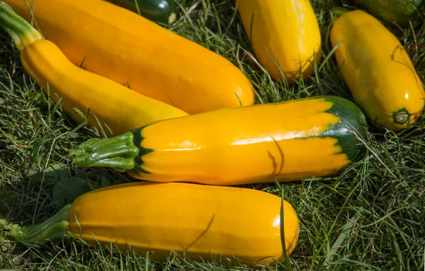 Zucchine Gialle Appena Raccolte Sull Erba Giardino — Foto Stock