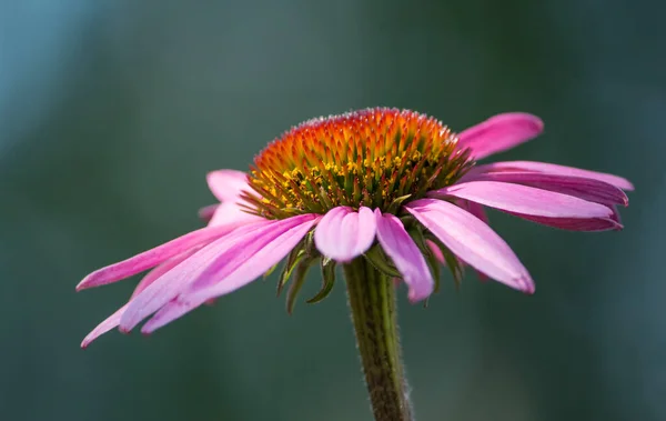 Roze Mooie Echinacea Bloem Groeiend Natuur Close — Stockfoto