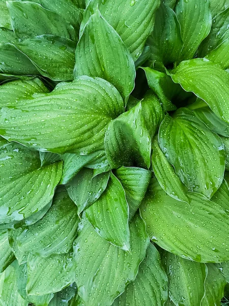 Latar Belakang Hijau Terang Dengan Daun Untuk Desain Dengan Tetesan — Stok Foto