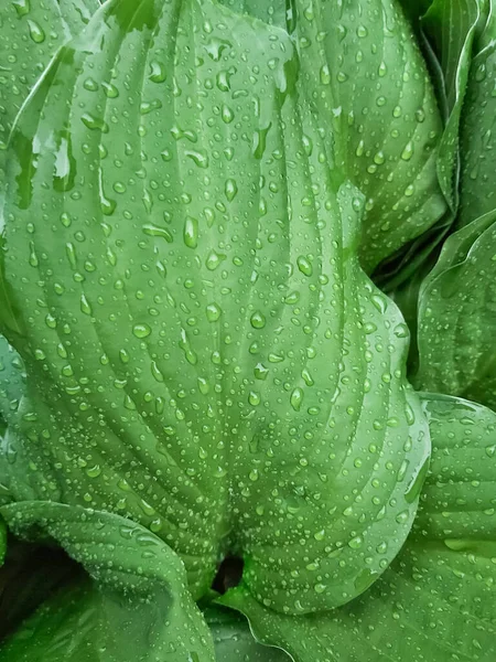 Лист Растения Крупным Планом Капли Дождя Качестве Зеленого Естественного Фона — стоковое фото