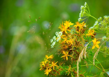 St. John 's otunun buketi içinde diğer tarla bitkileriyle birlikte açıklığın bulanık arka planında..