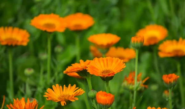 stock image bright flowers of medicinal marigold in a meadow, close-up.