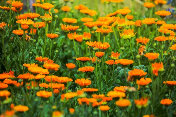 Flores Brilhantes Calêndula Medicinal Prado Luz Solar — Fotografia de Stock